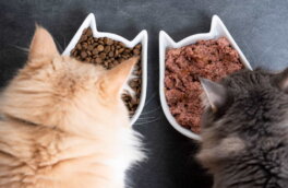 Влажный или сухой: каким кормом лучше кормить кошку
