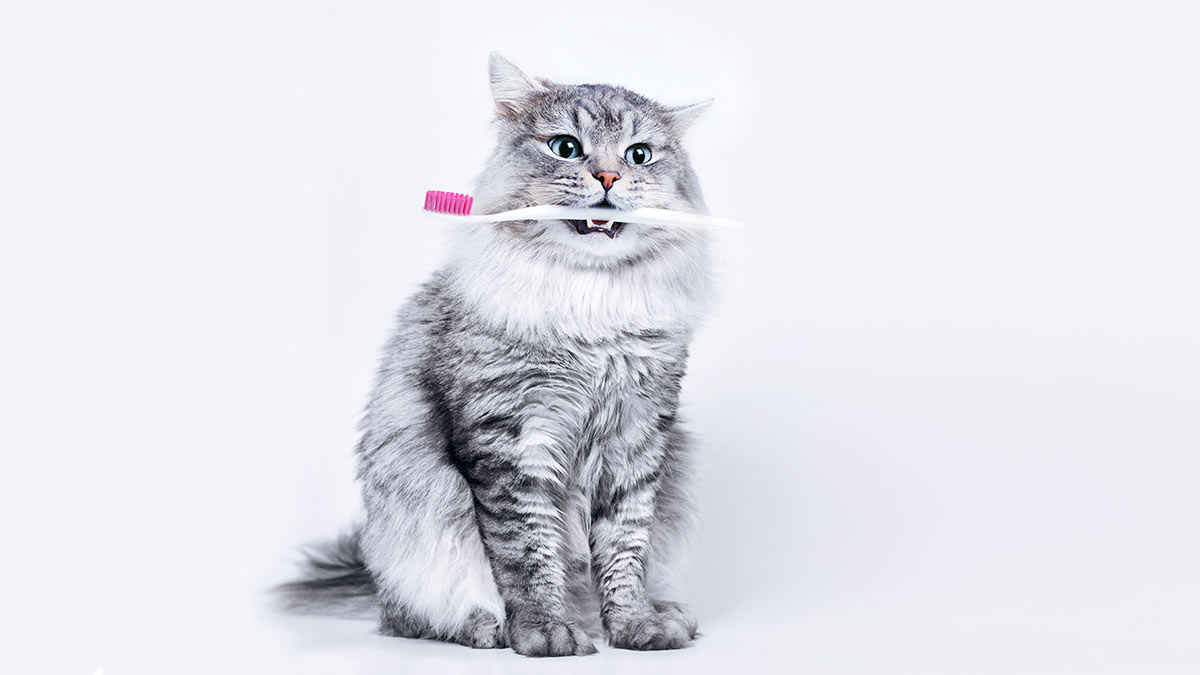Запах и покраснение: как понять, что у кошки болят зубы