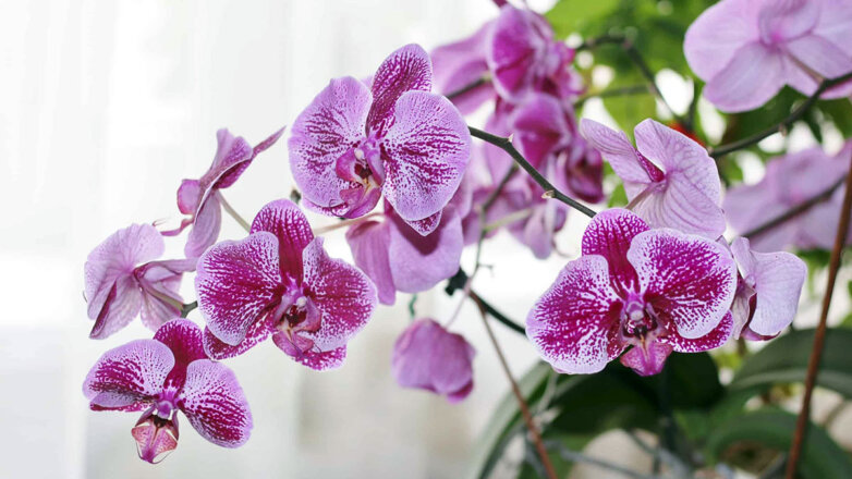 Что делать, если орхидея отказывается цвести: простая подкормка от цветовода