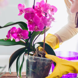 Как стимулировать цветение орхидеи: простой, но рабочий метод
