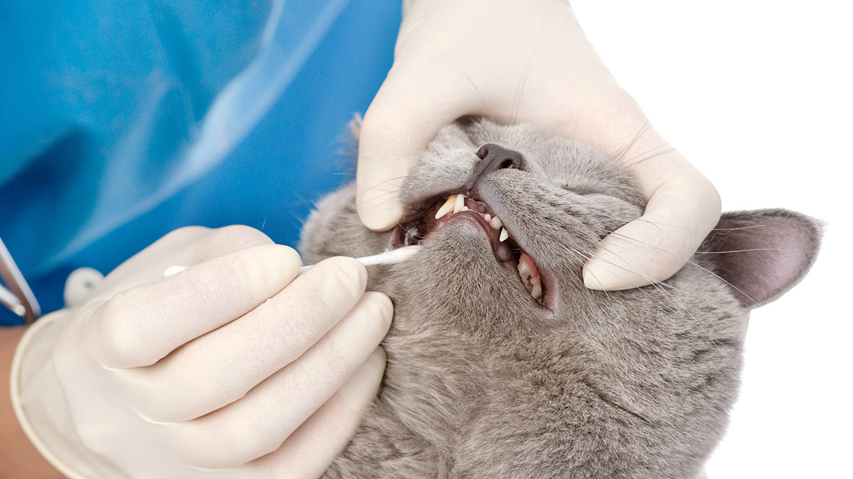 Запах и покраснение: как понять, что у кошки болят зубы
