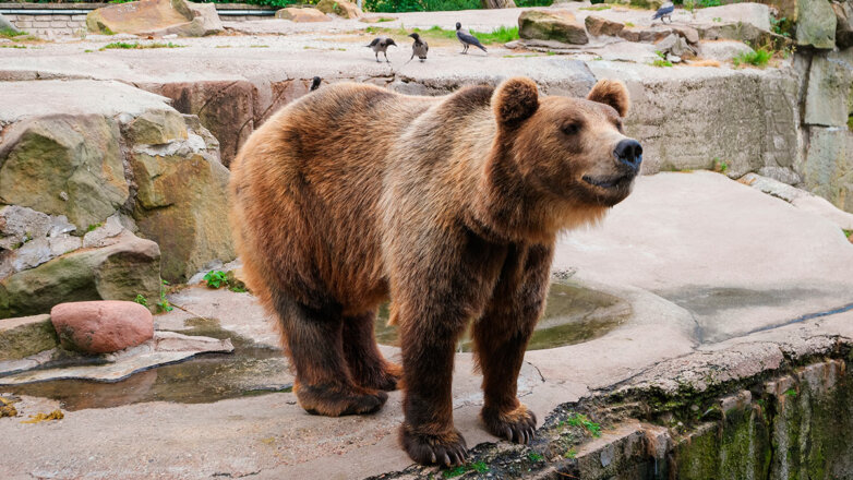Причины массового отравления зверей назвали работники Челябинского зоопарка