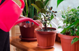 Как часто поливать домашние растения: 3 главных критерия