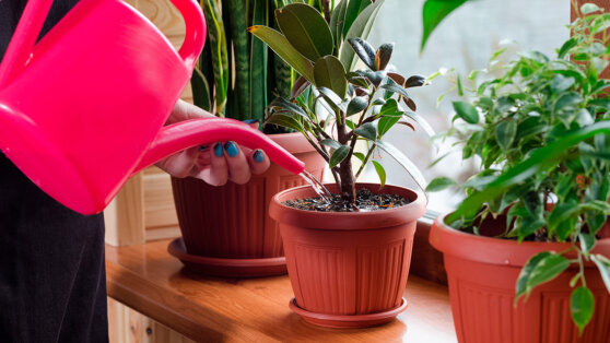Как часто поливать домашние растения: 3 главных критерия