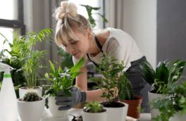 Против сырости в доме: 7 комнатных растений, которые снижают влажность воздуха