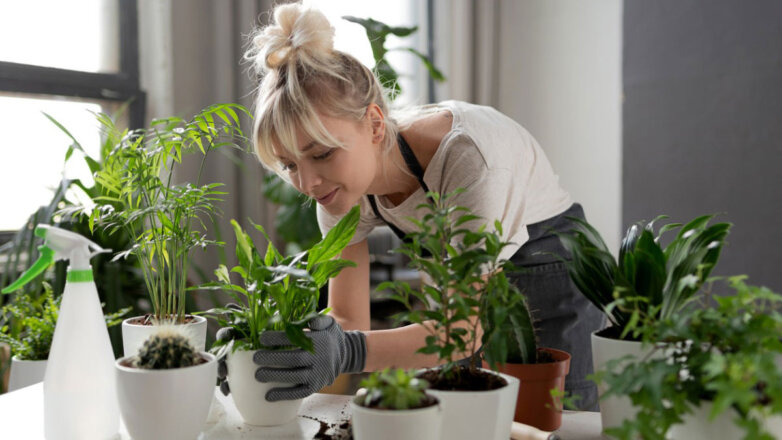 923757 Женщина высаживает комнатные растения в горшки