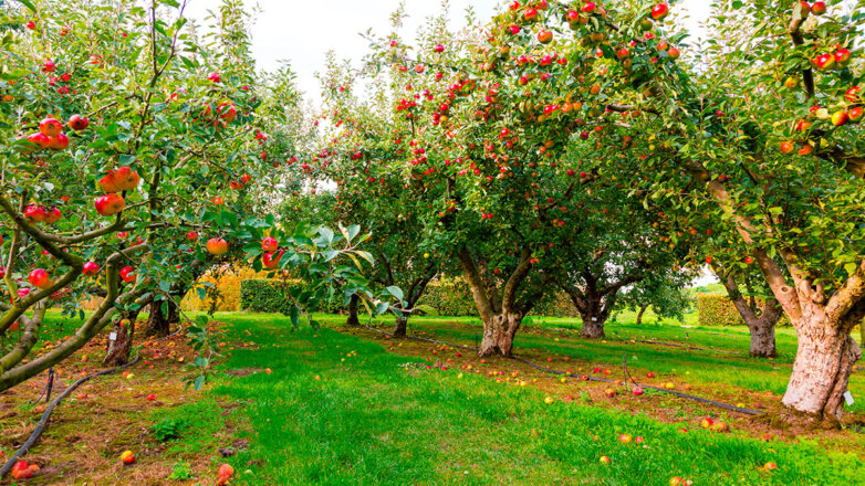 Как ухаживать за яблоней осенью: советы садоводам