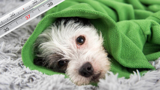 Кинолог Владимир Голубев объяснил, как нельзя лечить собаку