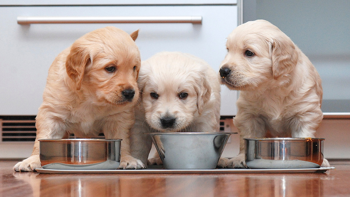 Корм для собак: как правильно его выбрать и сколько раз в день кормить питомца