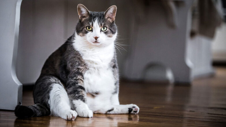 Почему толстеет кошка: как отличить упитанность от ожирения