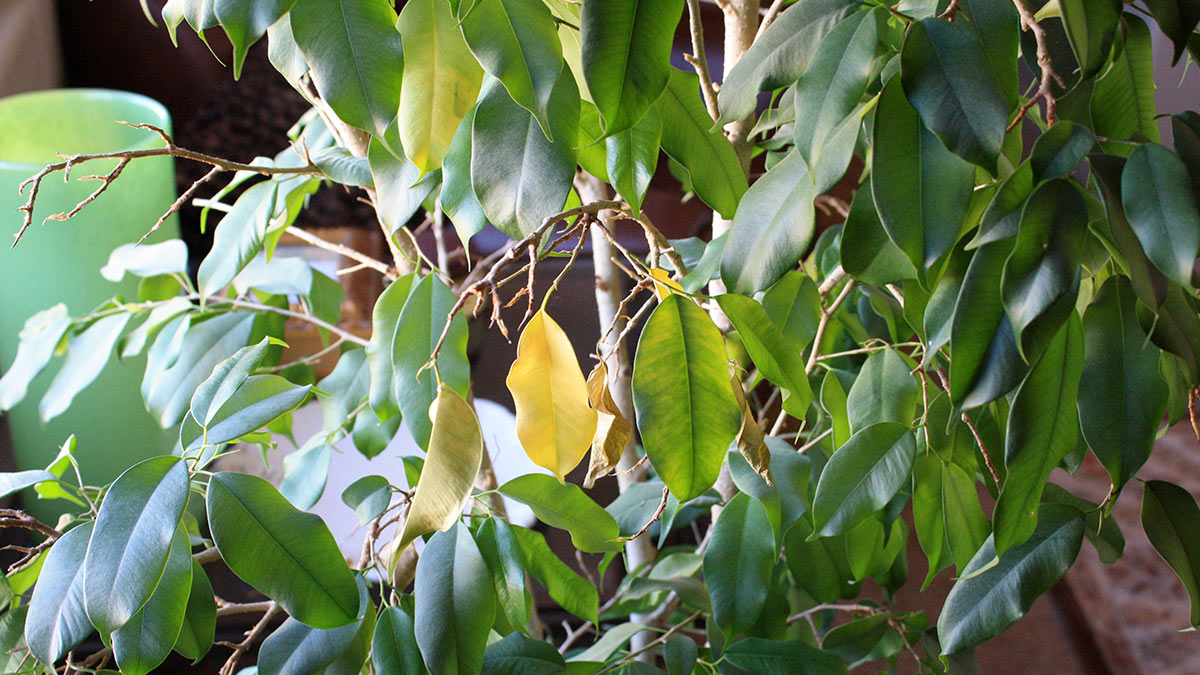 У фикуса опадают листья: в чем причина и как спасти растение