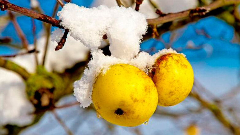 7 обязательных дел перед зимой: о чем нельзя забывать при подготовке сада к холодам