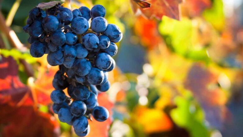 Уход за виноградом осенью: советы опытных садоводов