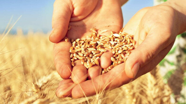 Цены на российскую пшеницу достигли рекордных значений