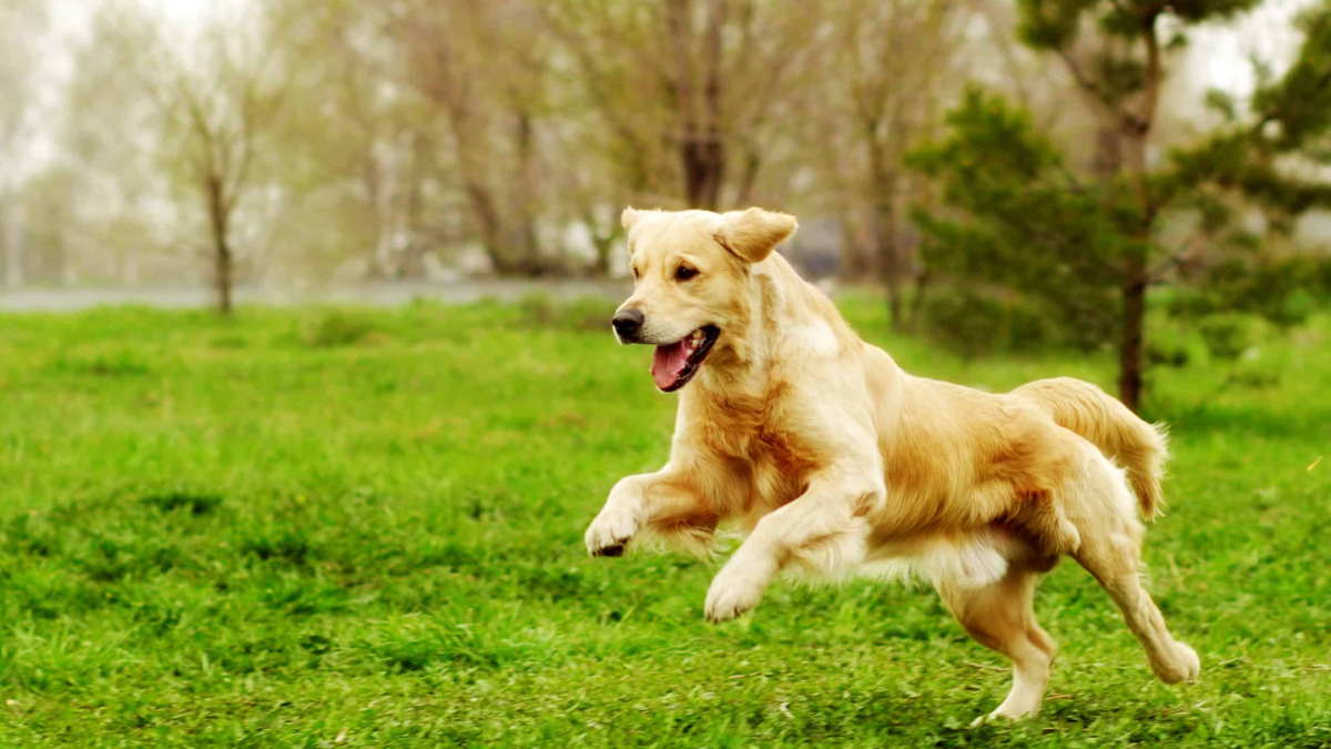 Не налюбоваться: 6 подвижных и очаровательных пород собак
