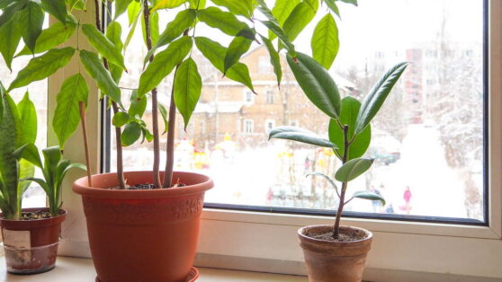 Особенности ухода за комнатными растениями зимой: 5 простых советов