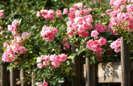 Как и где сажать плетистые розы для украшения участка: 6 выигрышных идей