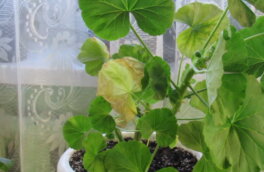 Опасные болезни герани: какие симптомы и как вылечить растение