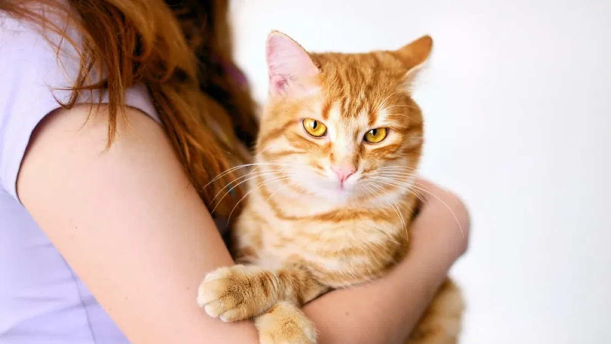 Рыжие кошки: любопытные особенности 