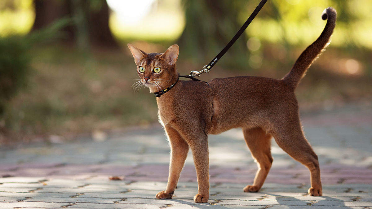 Абиссинская кошка на прогулке