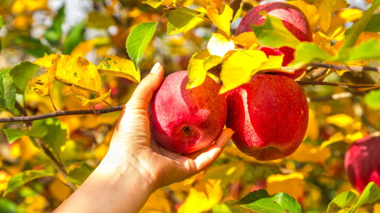 Сбор и хранение зимних яблок: советы опытных садоводов