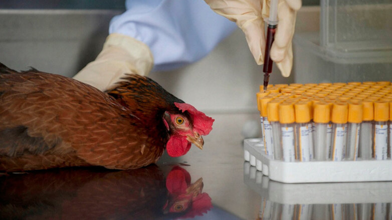 Из-за вспышки птичьего гриппа в двух поселках Тюменской области ввели режим ЧС