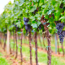 Специалисты оценили ущерб российским виноградникам от экстремальной жары