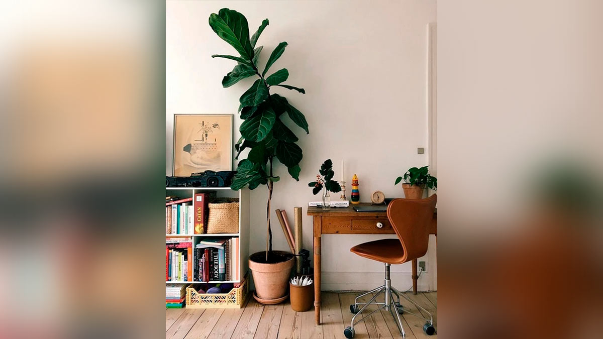 Вписать одиночное растение между предметами мебели