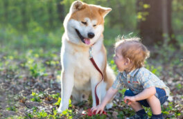 Чемпионат по громкому лаю: 10 самых шумных пород собак