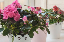 Почему не цветет комнатная азалия и что с этим делать