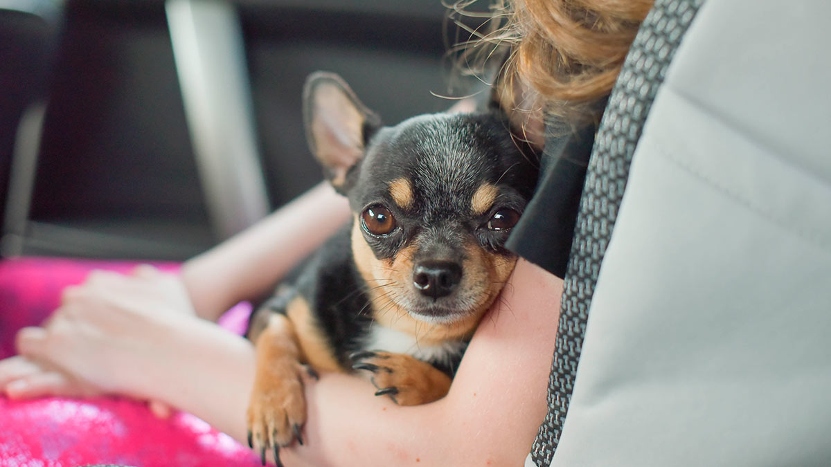 Chihuahua in the hands of a woman