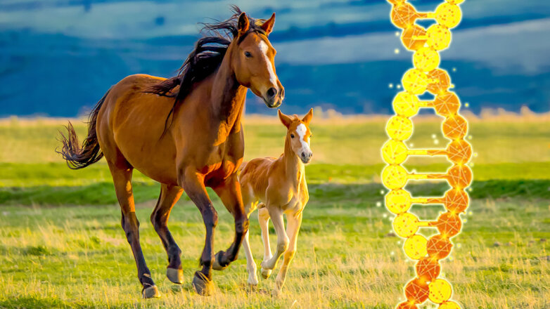Анализ ДНК помог найти место приручения лошадей в донских степях