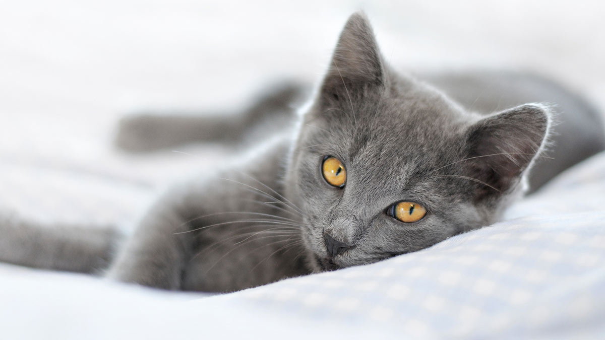Шартрез: умная, спокойная и дружелюбная кошка