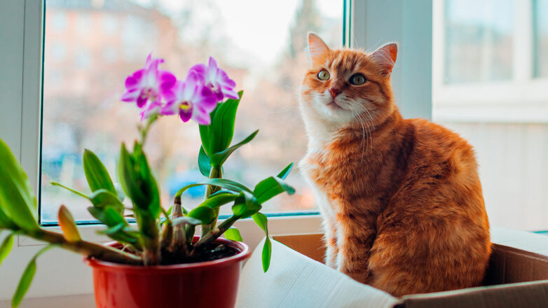 Красивые, но токсичные: какие комнатные растения опасны для кошек