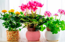 Красивые и неприхотливые: 8 комнатных растений для ленивых