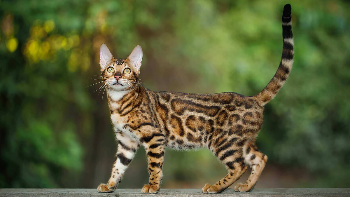 Повадки тигров и пантер: породы домашних кошек, похожие на диких сородичей