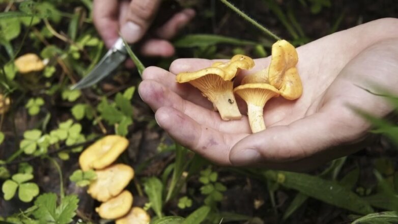 Последние осенние грибы могут оказаться ядовитыми