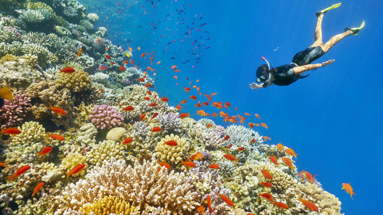 Подводный мир: где в Египте полюбоваться коралловыми рифами