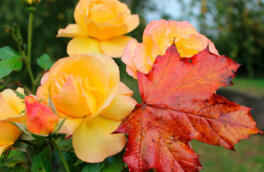 Подготовка к зиме: чем обработать розы осенью для защиты от болезней