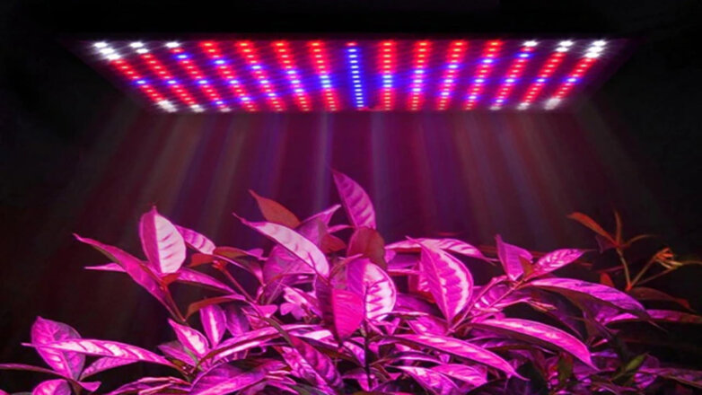 Больше света: как выбрать фитолампу для комнатных цветов и рассады