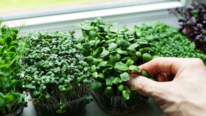 Как вырастить микрозелень дома без земли и специальных приспособлений: 4 простых способа