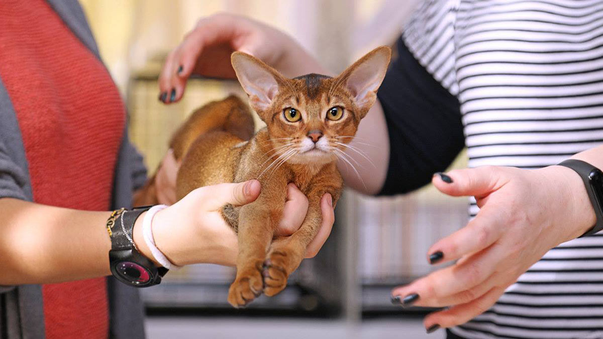 Ласковые и нежные: топ-6 пород кошек, которые любят сидеть на руках