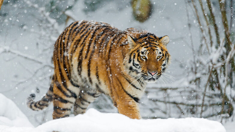 В Приморье обнаружили убитого краснокнижного амурского тигра