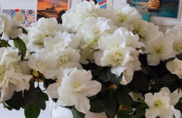 Цветник по-королевски: 4 растения для сада, как у Елизаветы II