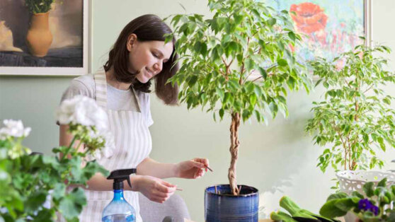 Дышим полной грудью: 5 лучших растений-фильтров для квартиры