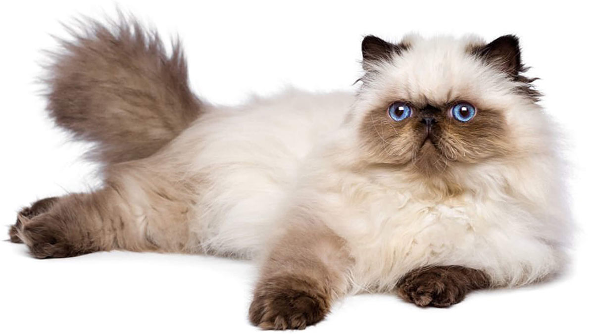 Персидская кошка фото на белом фоне