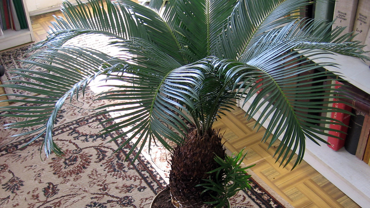 Комнатная пальма