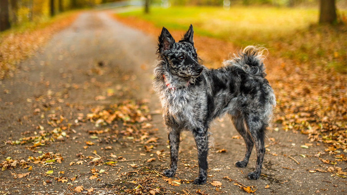 Муди — венгерская пастушья собака