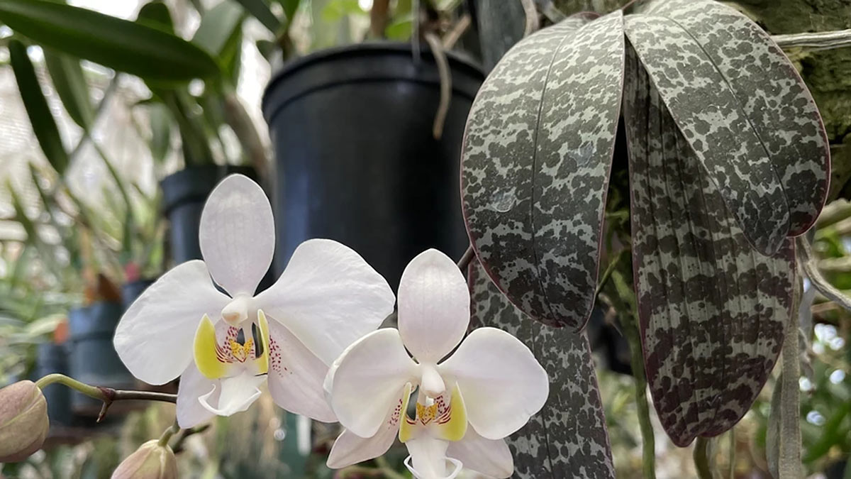 Пестролистная орхидея