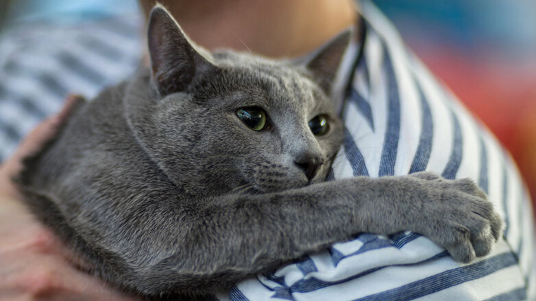 Нежность и преданность: 5 самых ласковых пород кошек